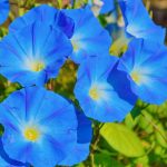 Morning Glory Flower Growing Instructions