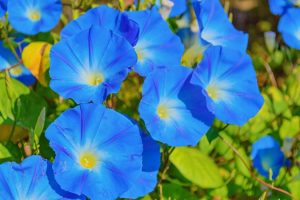 Morning Glory Flower Growing Instructions